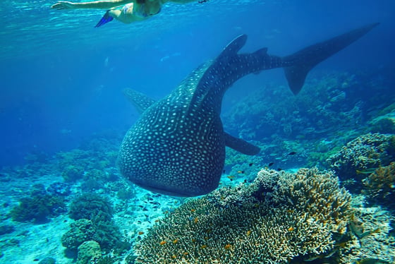Excursion pour Nager avec les requins-baleines accompagnés par votre guide francophone