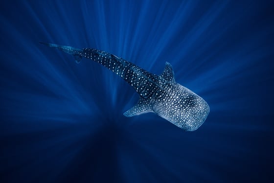 Excursion & snorkeling avec les requins-baleines