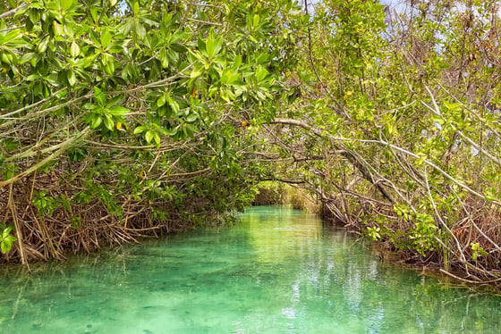 Excursion à Muyil et ses canaux mayas avec guide francophone
