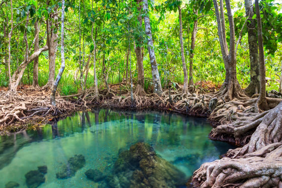 Excursion à Mérida & Sisal, Balade en Vélo et Kayak dans la mangrove avec un guide francophone 🌈🦩