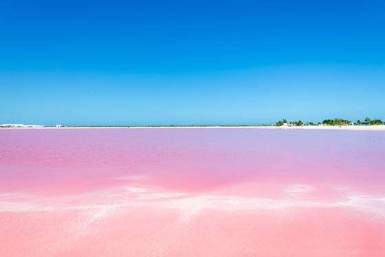 Excursion Rio Lagartos & Las Coloradas avec un guide francophone et un pêcheur mexicain