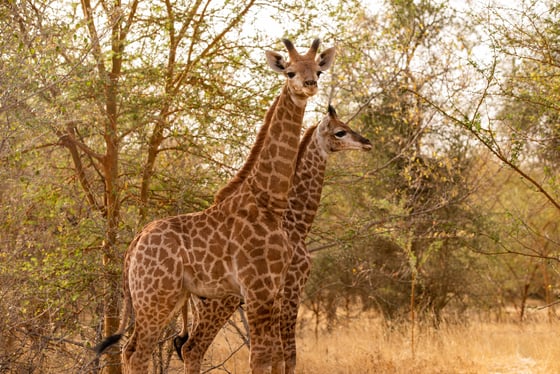 Safari dans la réserve de Bandia et la lagune Somone Sénégal