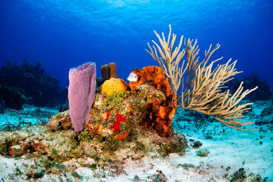 Baptême de plongée à Puerto Morelos, proche de Cancun, avec instructeur français