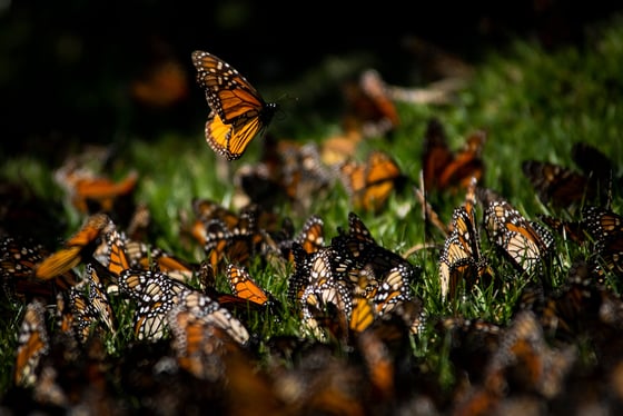 Découverte des Papillons Monarques à Mexico avec un guide francophone 🦋
