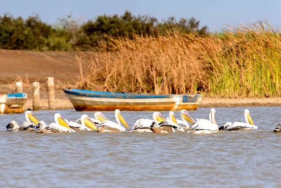 Visite du parc de Djoudj avec guide francophone