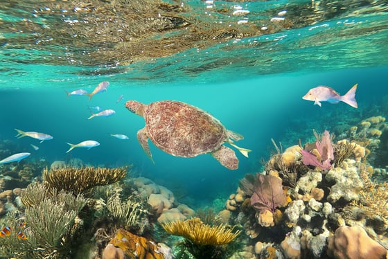 Visiter Majahual - Snorkeling sur la barrière de corail