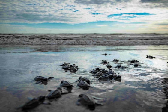 Libération de tortues & Recherche des nids de tortues à Mahahual