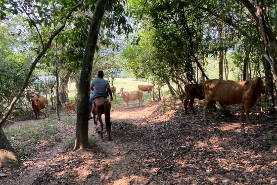 Visite de Palenque au Chiapas Mexique avec une balade à cheval