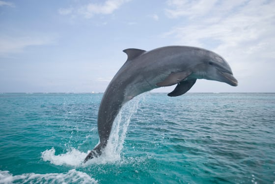Balade en bateau à Isla Aguada à Campeche