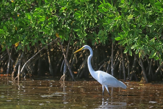 Excursion Sénégal Casamance  : Observation des oiseaux & musée de Djilapao