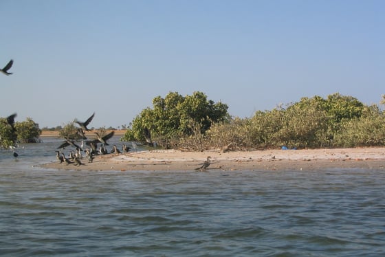 Excursion Sénégal Casamance  : Kayak dans les Bolongs
