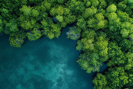 Escapade en mangrove : un voyage au cœur de la nature sauvage