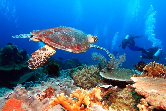Plongée sous-marine à Bali avec les moniteurs francophone les plus expérimentés