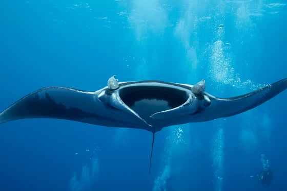 Plongée depuis Nusa Penida en français avec moniteur certifié