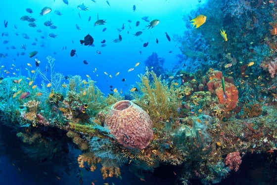 Double plongée à Tulamben avec moniteur francophone : l'épave Liberty et Coral Garden