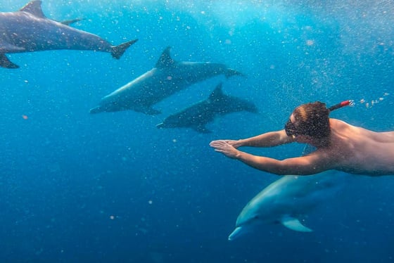 Nage avec les dauphins & snorkeling au Crystal Rock & Île aux bénitiers