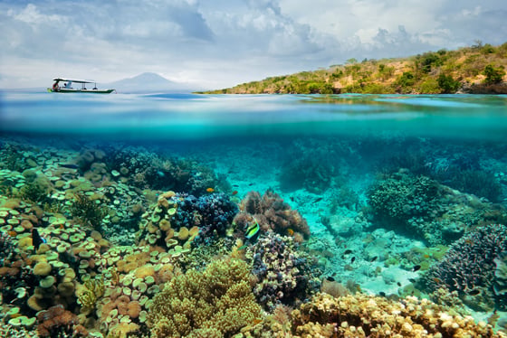 Snorkeling à Menjangan, l'île au cerfs