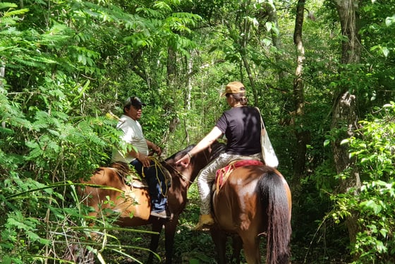 Balade à Cheval autour de Playa Del Carmen